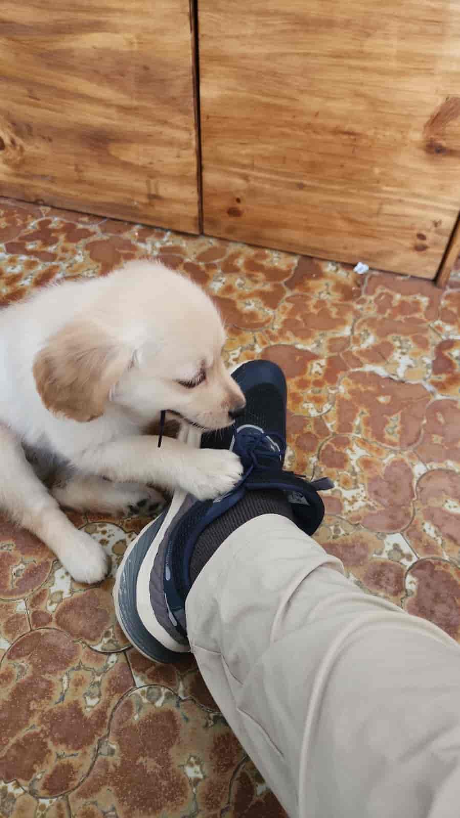 Una golden retriever cachorra mordiendo los cordones de una zapatilla