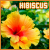 hibiscus fanlisting